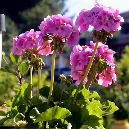 Ionian Balcony * Lixouri