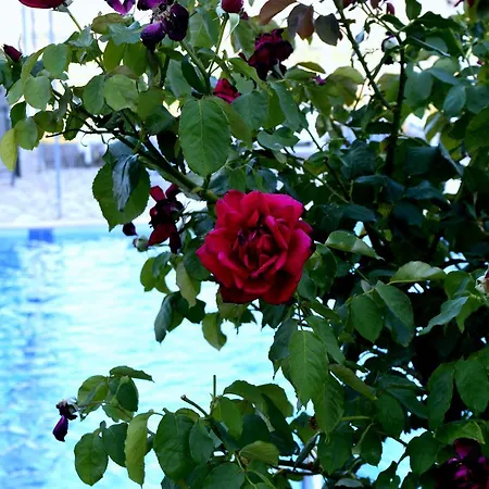 爱奥尼亚阳台公寓 * 里科索翁